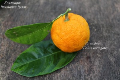 C. unshiu var